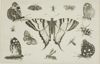 Schwalbenschwanz-Schmetterling und zwölf andere Insekten