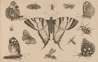 Schwalbenschwanz-Schmetterling und zwölf andere Insekten