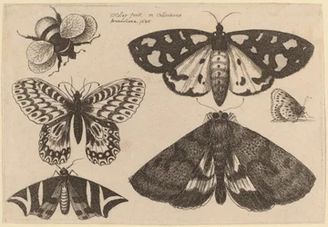 Drei Motten, zwei Schmetterlinge und eine Hummel