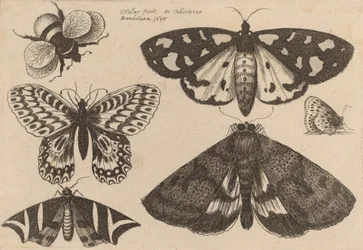 Drei Motten, zwei Schmetterlinge und eine Hummel
