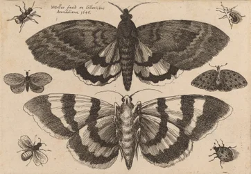 Zwei Motten und sechs Insekten, 1646