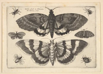 Zwei Motten und sechs Insekten, 1645