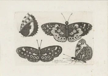 Vier Schmetterlinge (Insekten, Muscarum Scarabeorum)