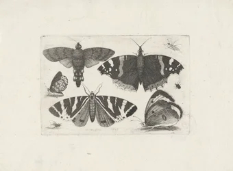 Vier Schmetterlinge, eine Motte, zwei Käfer und eine Fliege