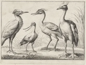 Vier Watvögel