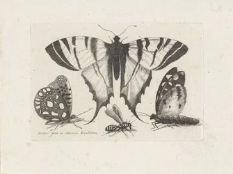 Schmetterlinge und eine Wespe