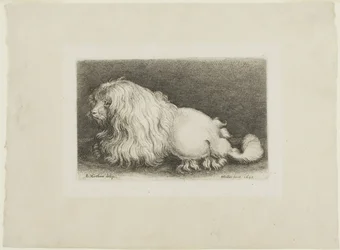 Weißer Hund