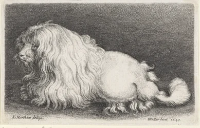 Weißer Hund