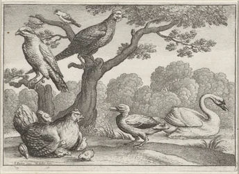 Schwan, Huhn mit Küken und andere Vögel