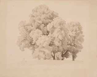 Gruppe von Laubbäumen