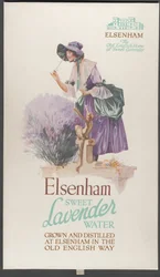 Elsenham Lavendel, 1920er Jahre