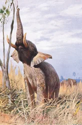 Afrikanischer Elefant, Illustration aus Wildlife of the World, ca. 1910