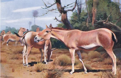 Asiatischer Wildesel, aus Die Tierwelt der Welt, veröffentlicht von Frederick Warne & Co, ca. 1900