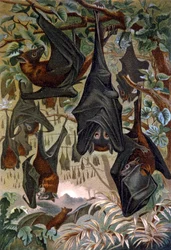 Fledermäuse