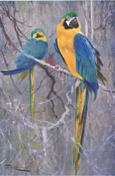 Blau-Gelber Ara, aus Die Tierwelt der Welt, veröffentlicht von Frederick Warne & Co, ca. 1900