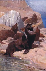 Kalifornischer Seelöwe, aus Die Tierwelt der Welt, veröffentlicht von Frederick Warne & Co, ca. 1900