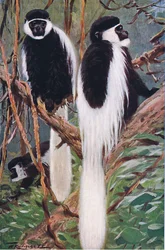 Guereza, Illustration aus Wildlife of the World, ca. 1910