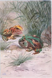 Hornfrosch, aus Die Tierwelt der Welt, veröffentlicht von Frederick Warne & Co, ca. 1900