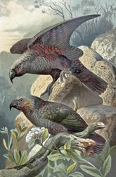 Kea, Nestor notabilis, ca. 1910 (Illustration)