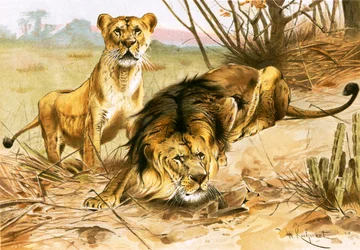 Löwe und Löwin