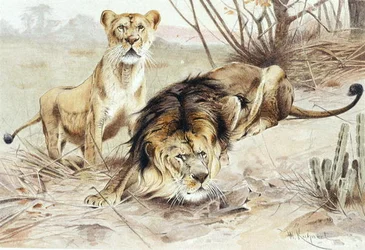 Löwe, Tafel aus "Brehms Tierleben: Allgemeine Kunde des Tierreichs", Bd.1, S.453, veröffentlicht vom Bibliographischen Institut