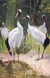 Mandschurenkranich, aus Die Tierwelt der Welt, veröffentlicht von Frederick Warne & Co, ca. 1900