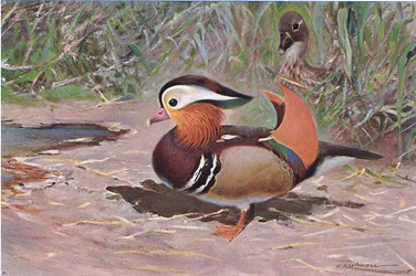 Mandarinente, aus Die Tierwelt der Welt, veröffentlicht von Frederick Warne & Co, ca. 1900