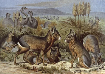 Mara oder Patagonischer Hase