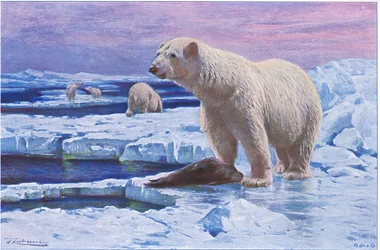 Eisbär, aus Die Tierwelt der Welt, veröffentlicht von Frederick Warne & Co, ca. 1900