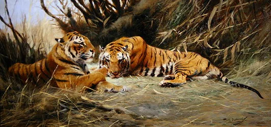 Sibirische Tiger