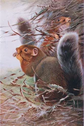 St. Paul Eichhörnchen, Illustration aus Wildlife of the World, ca. 1910