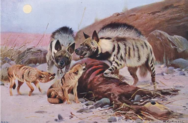 Streifenhyäne und Schakal, aus „Wildlife of the World“, veröffentlicht von Frederick Warne & Co, ca. 1900