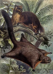Taguans, Flughörnchen