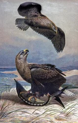 Weißschwanzadler