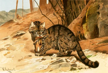 Wildkatze