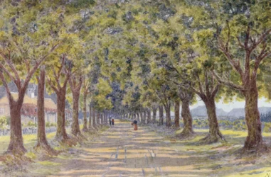 Eichenallee, Newlands