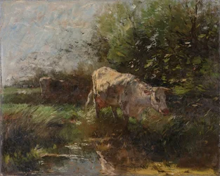 Wiese mit Kühen