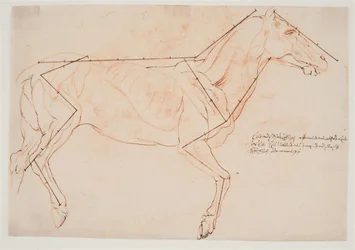 Anatomische und Proportionsstudie. Ein Pferd