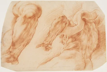 Laokoon. Studien des linken Arms von Laokoon und des Rückens seines Torsos von links und unten gesehen