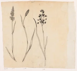 Ruchgras, Timotheegras und Honiggras