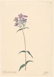 Zweig einer Phlox