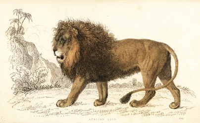 Afrikanischer Löwe, Panthera leo. Gefährdet