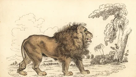 Asiatischer Löwe, gefährdet, Panthera leo leo, 1834 (Gravur)