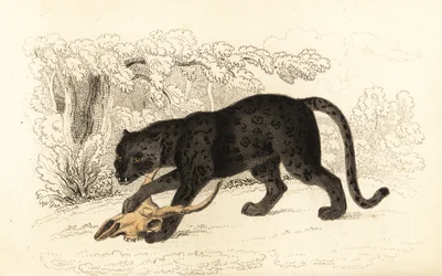 Schwarzer Jaguar, Panthera pardus, 1834