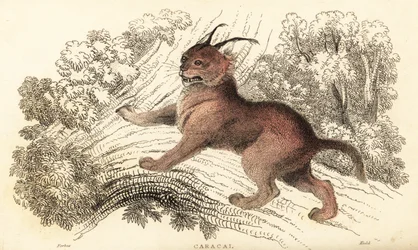 Karakal, Caracal caracal, 1834