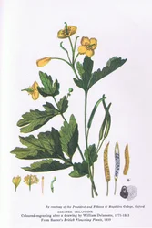 Großes Schöllkraut, Natur in Großbritannien, veröffentlicht von Collins