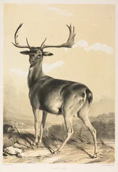 Damwild
