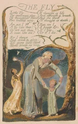 Lieder der Unschuld und der Erfahrung, Tafel 48, Die Fliege (Bentley 40)