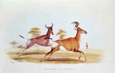 Der Sassaybe und der Hartebeest, Illustration aus 