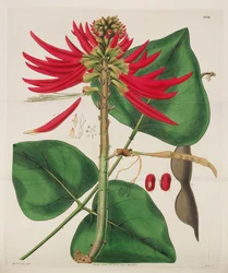 Botanisches Magazin, 1787-1833